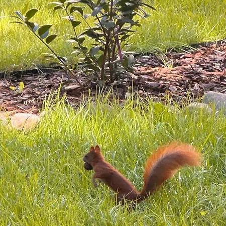 Domus Carmeli Chic Appartments Powisle * Warsaw